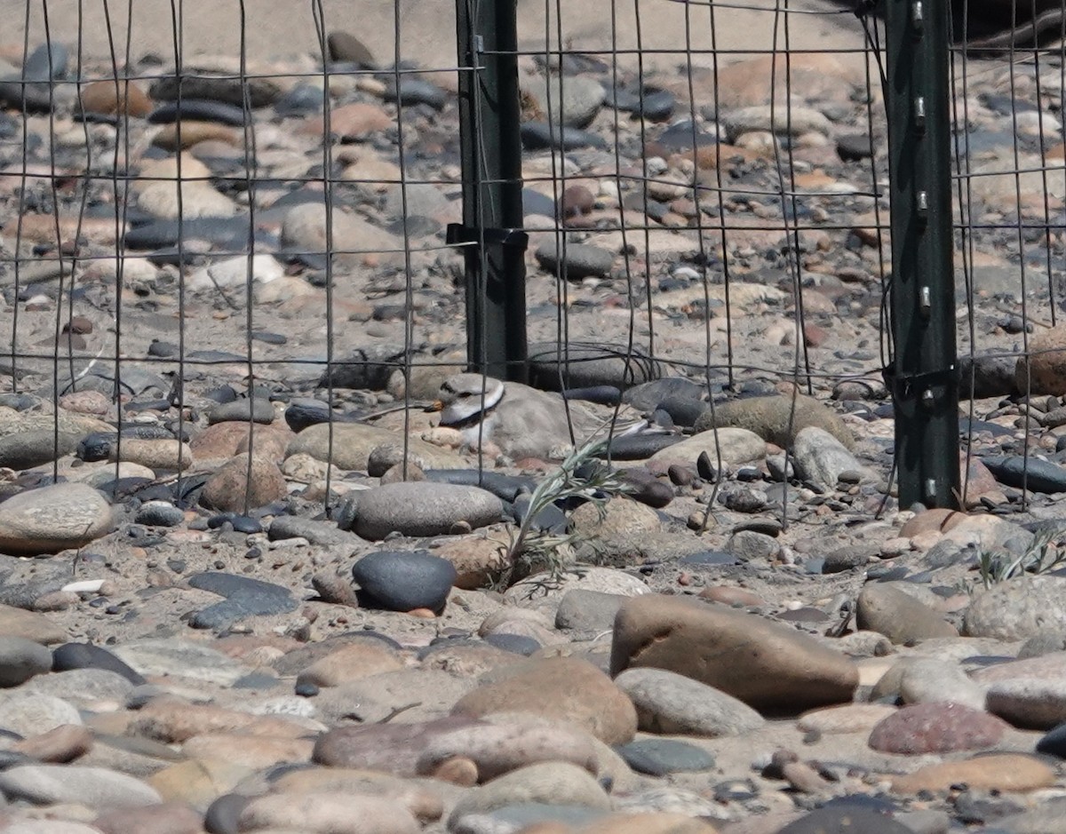 Piping Plover - ML619786568