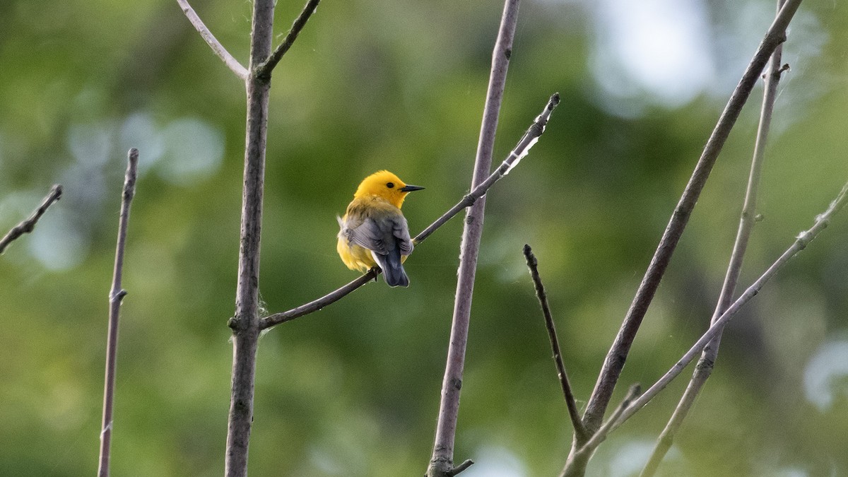 Prothonotary Warbler - ML619786593