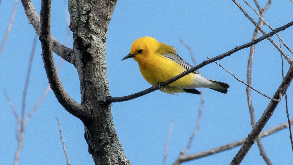 Prothonotary Warbler - ML619786599