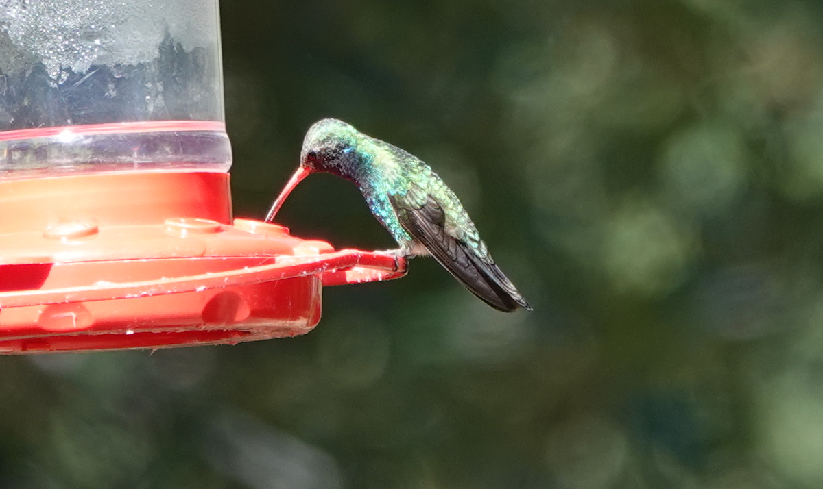 Broad-billed Hummingbird - ML619786605