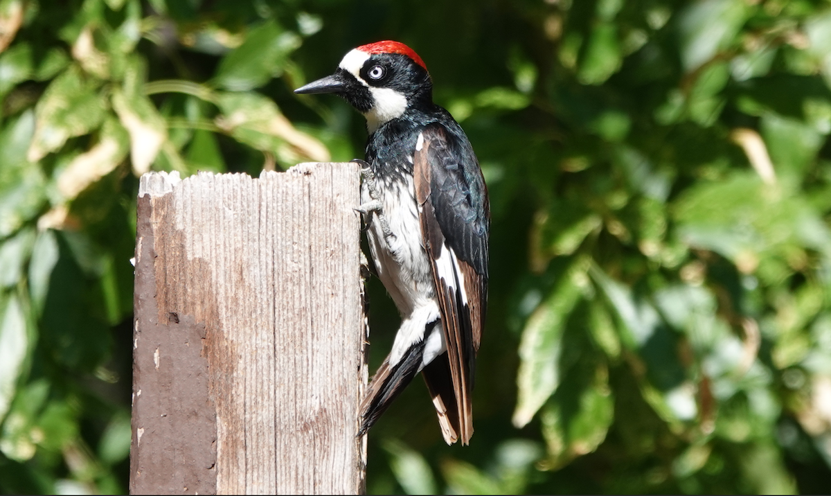 Acorn Woodpecker - ML619786609