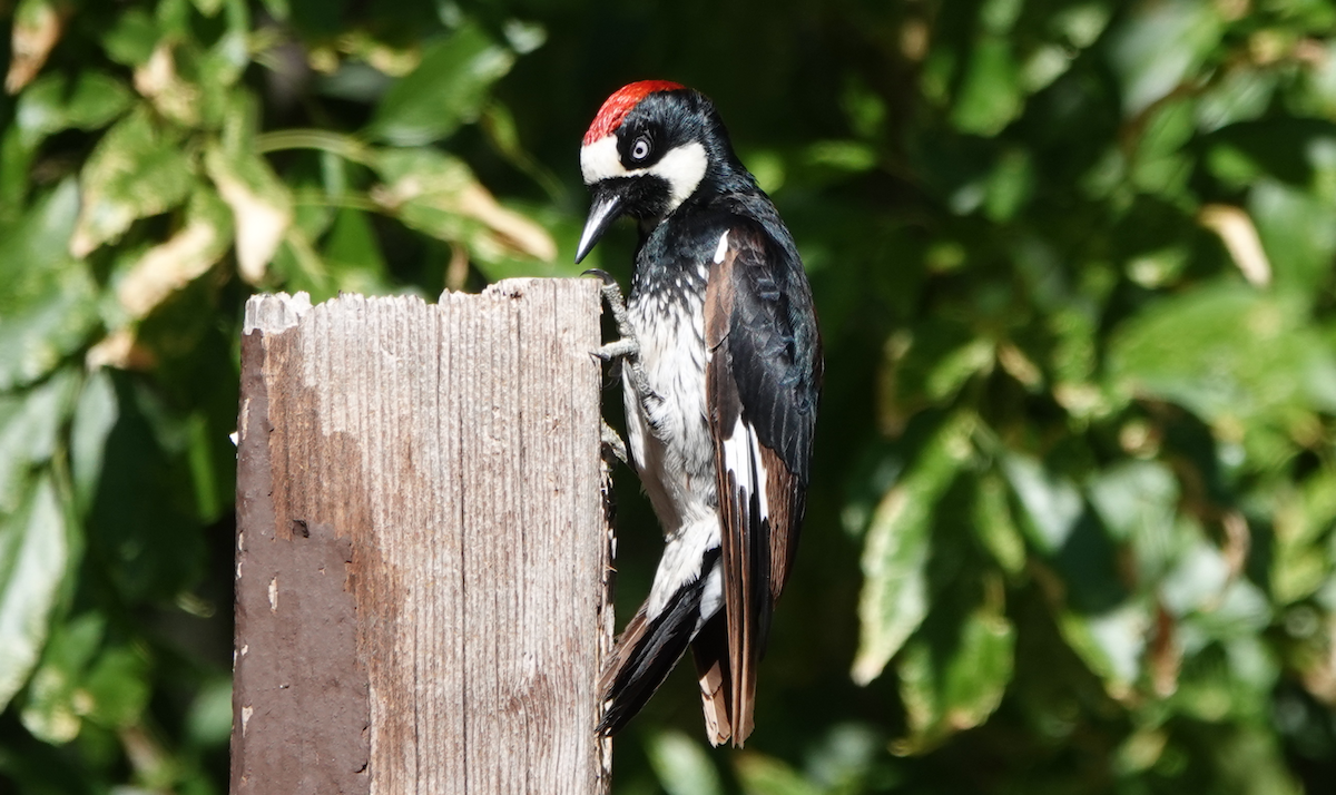 Acorn Woodpecker - ML619786610