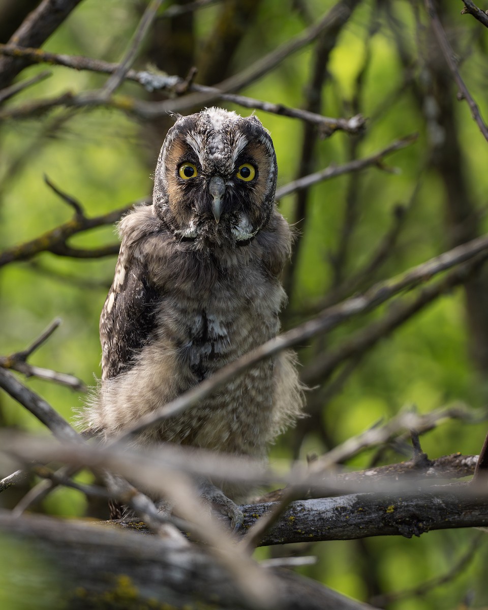Long-eared Owl - ML619786626