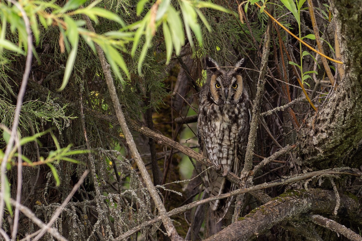 Long-eared Owl - ML619786627