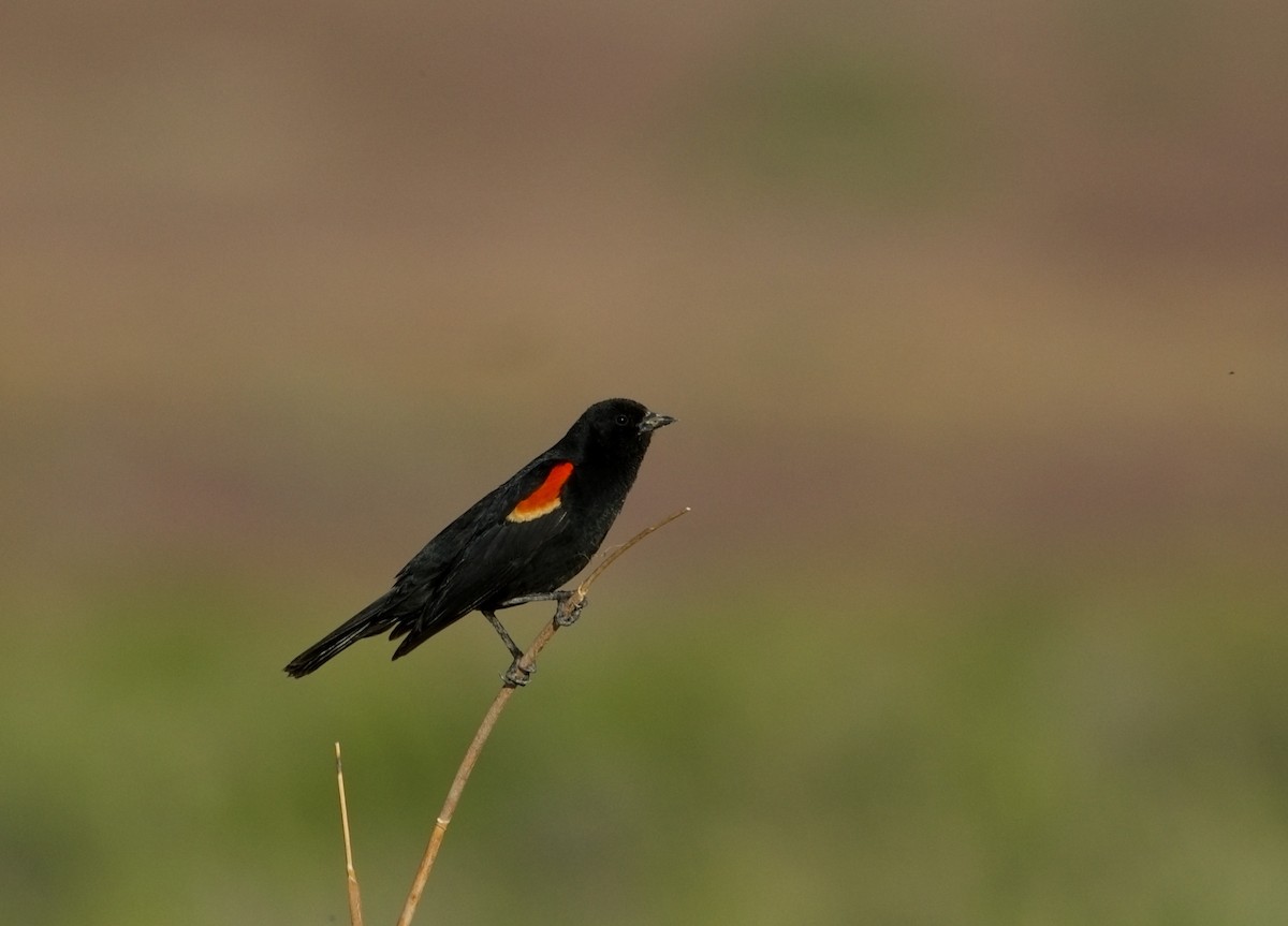 Red-winged Blackbird - ML619786645