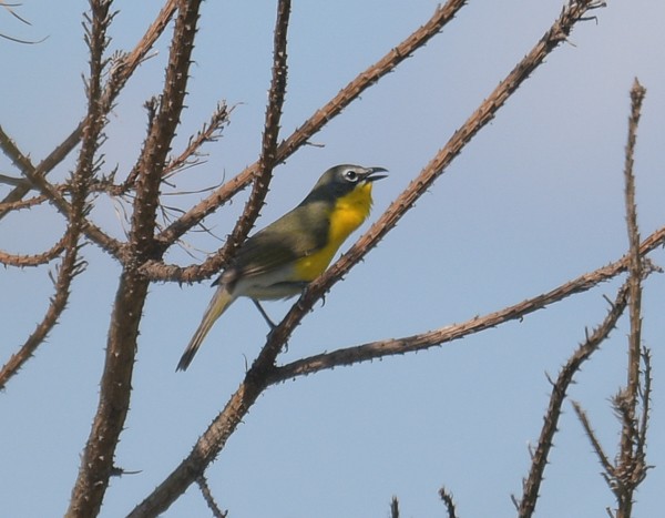 Yellow-breasted Chat - ML619786759