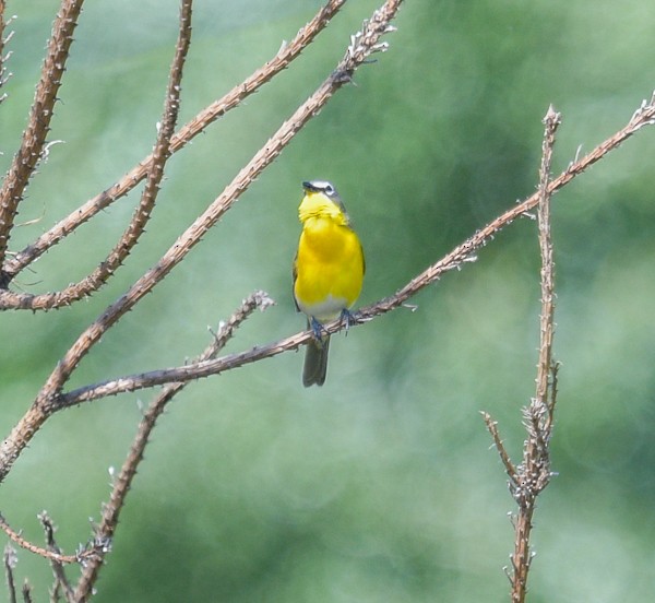 Yellow-breasted Chat - ML619786760