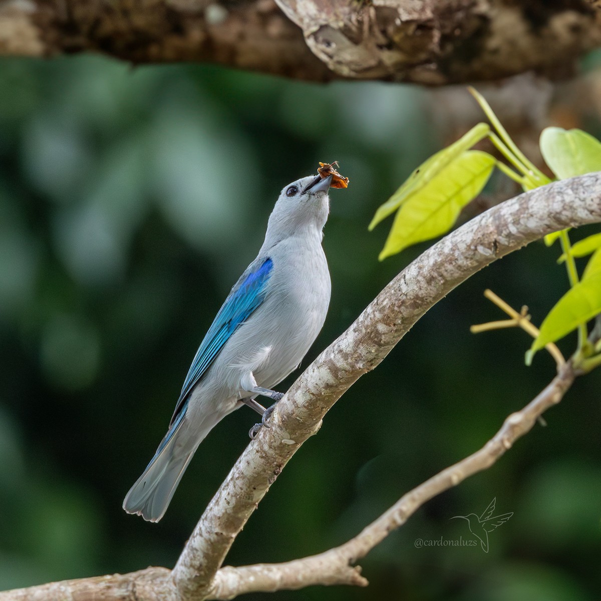 Blue-gray Tanager - ML619786834