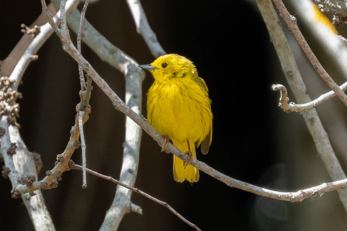 Yellow Warbler - ML619786908