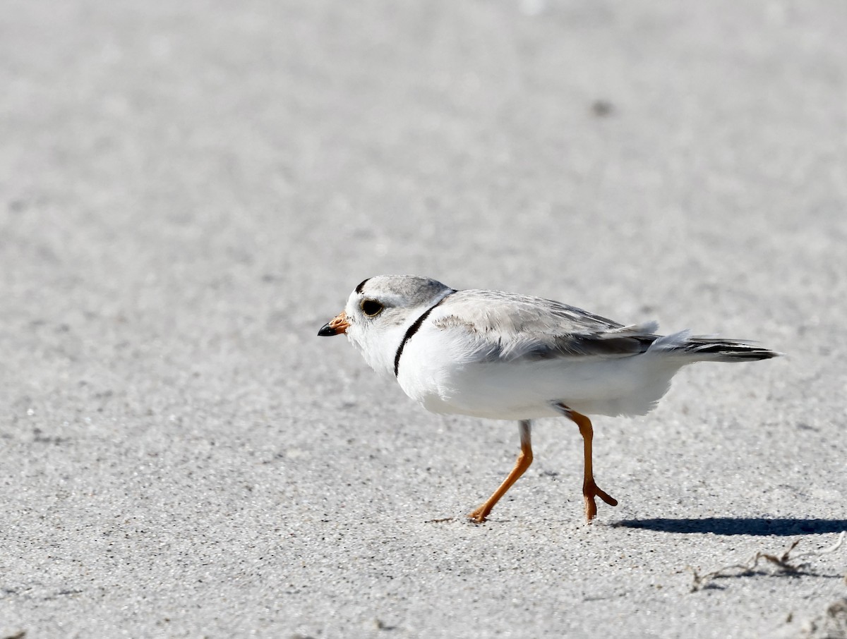 Piping Plover - ML619786979