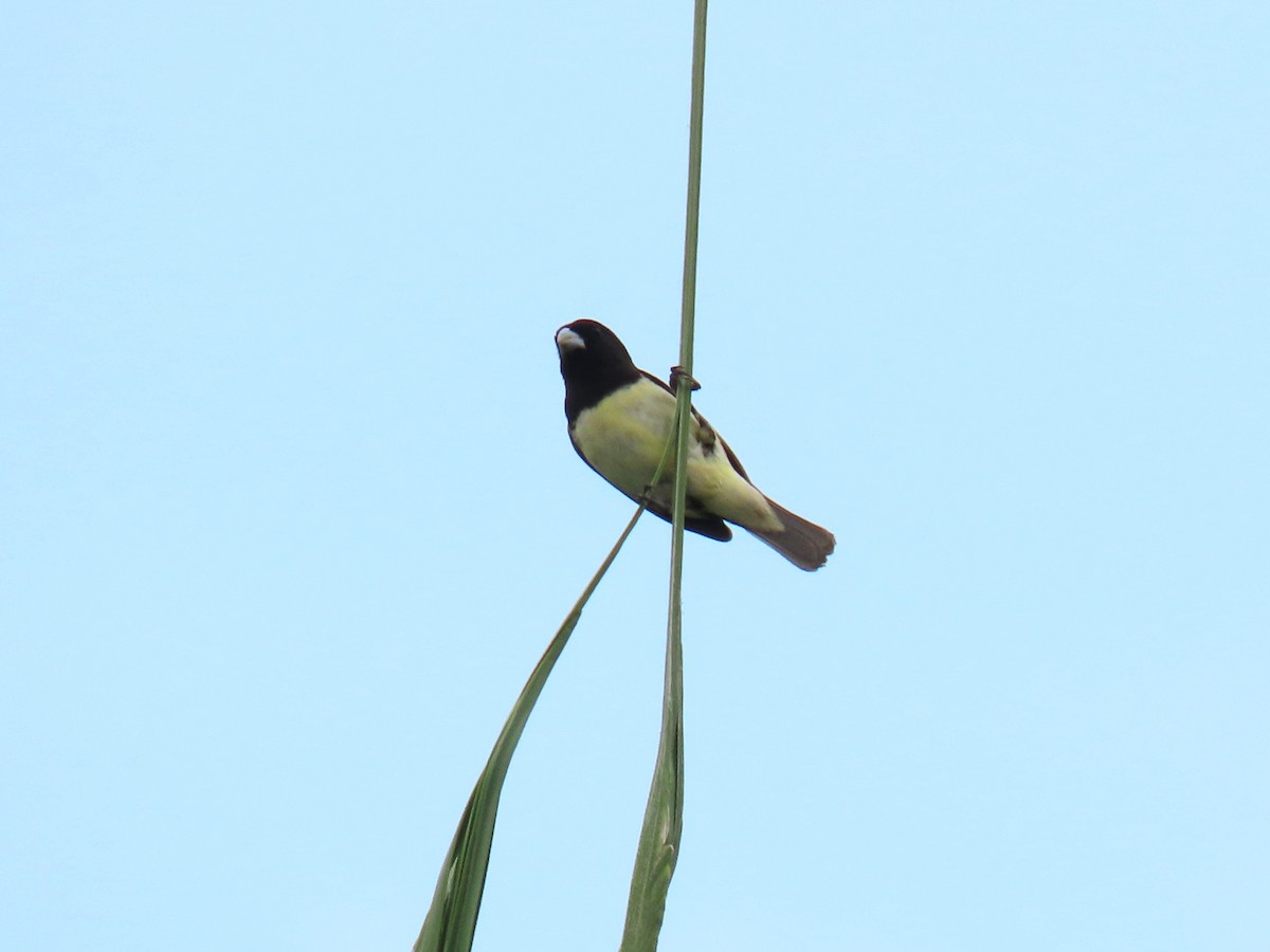 Yellow-bellied Seedeater - ML619787037