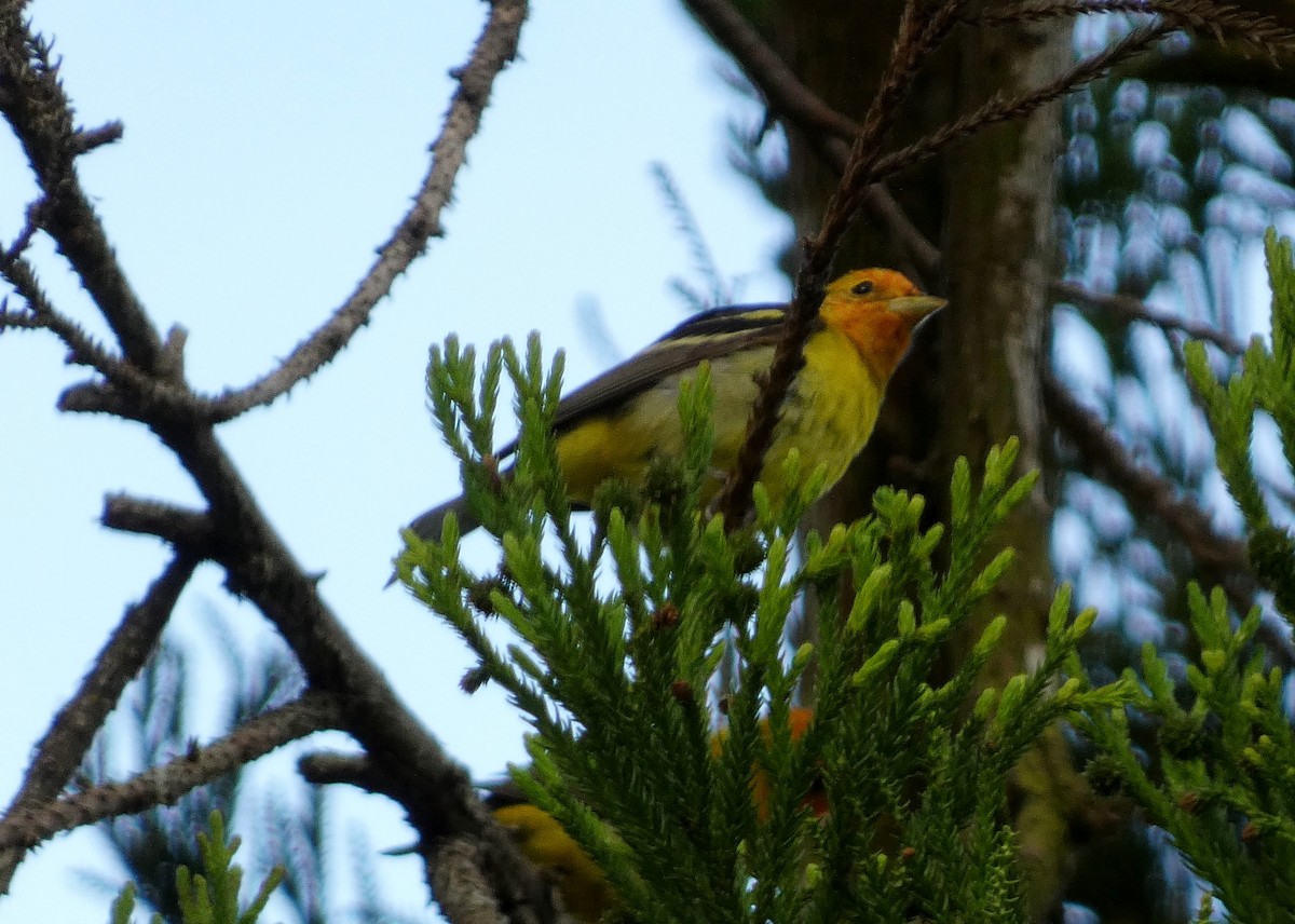 Western Tanager - ML619787048