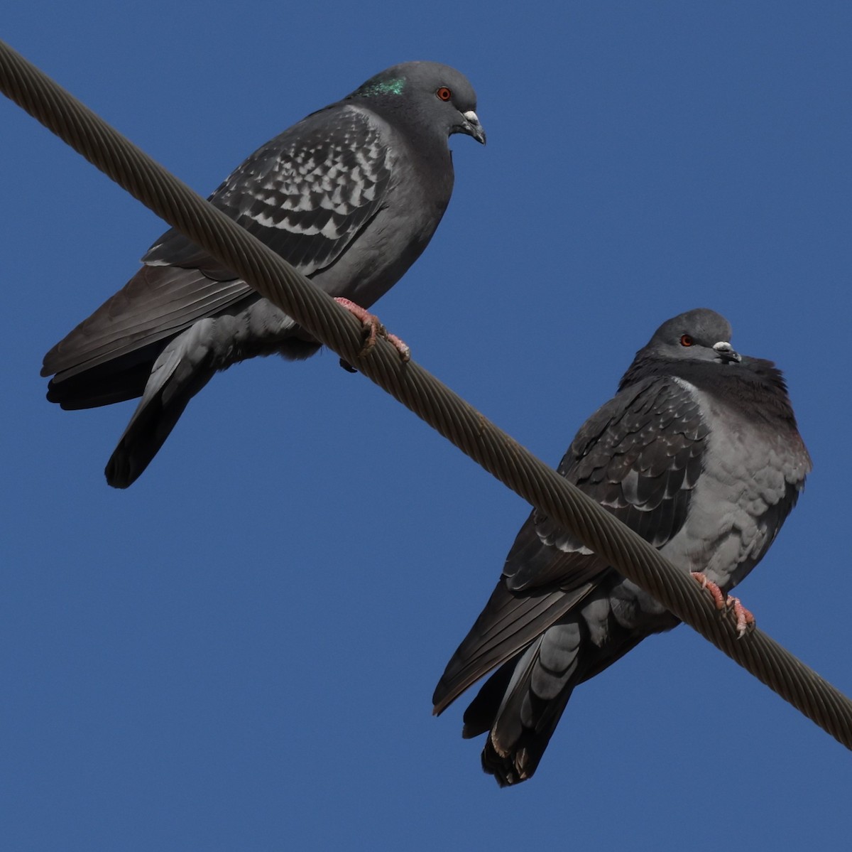 Rock Pigeon (Feral Pigeon) - ML619787053