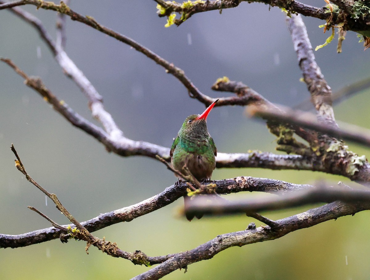 Rufous-tailed Hummingbird - ML619787094