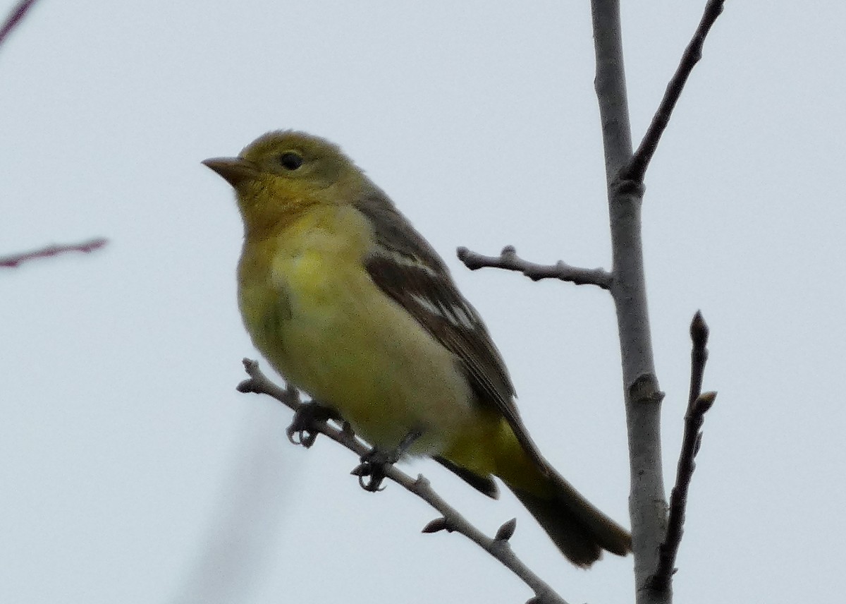 Western Tanager - ML619787115