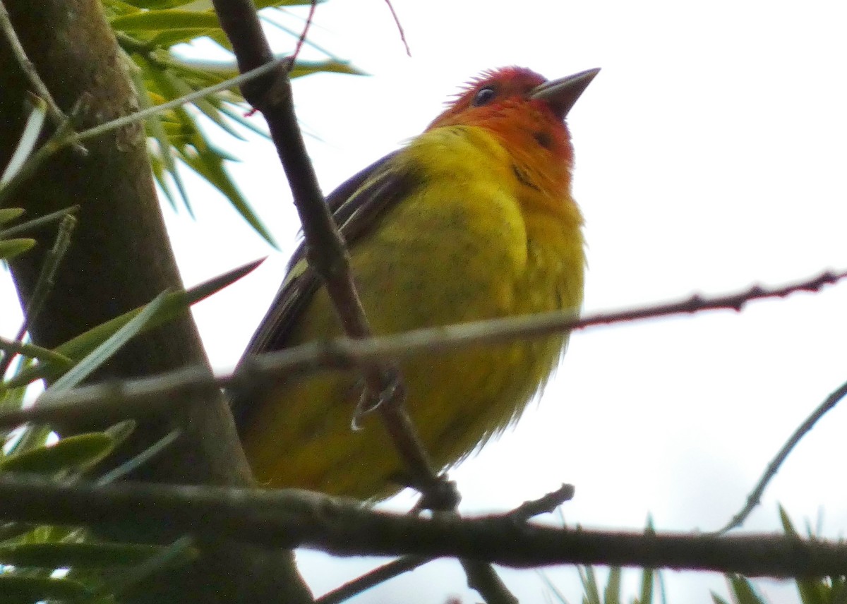 Western Tanager - ML619787116