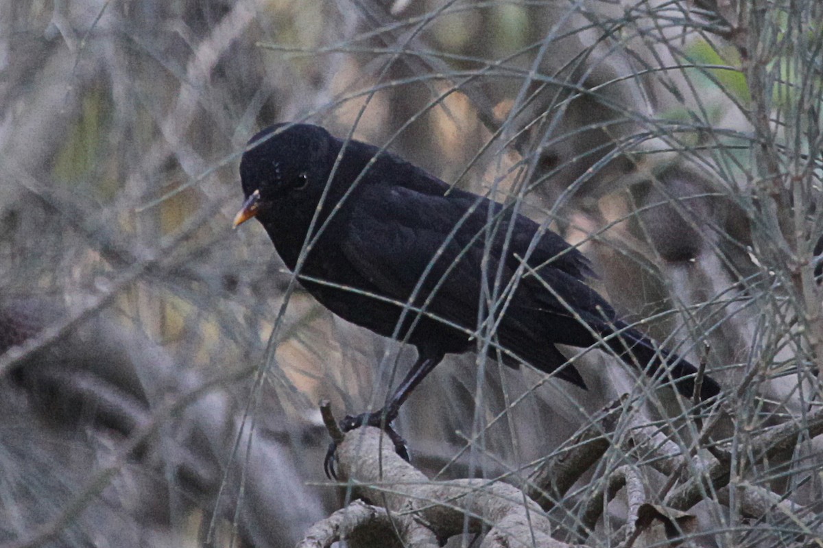Eurasian Blackbird - ML619787168