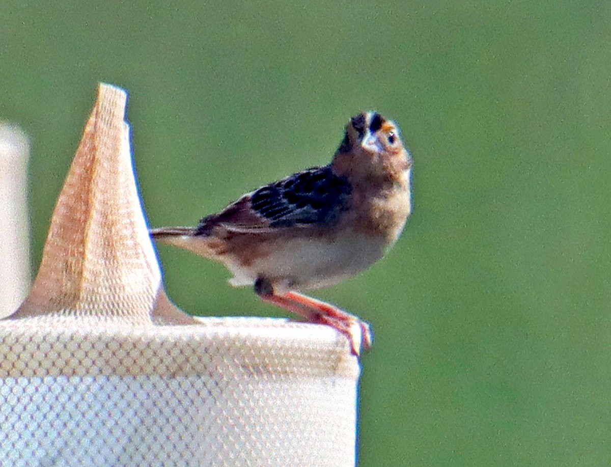 Grasshopper Sparrow - ML619787190