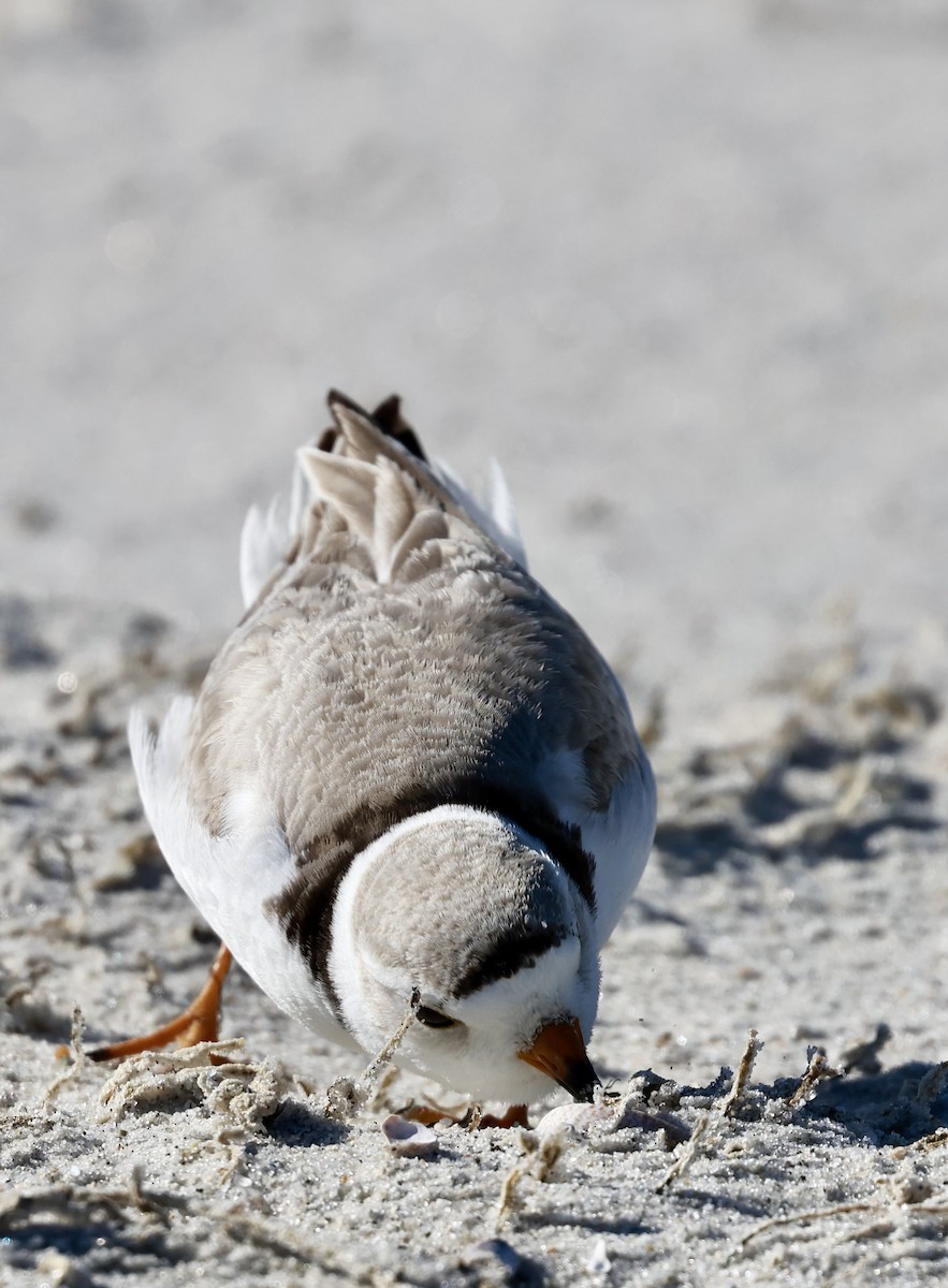 Piping Plover - ML619787221
