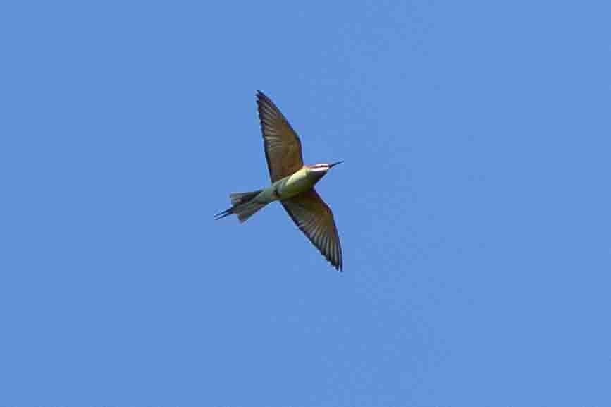 Madagascar Bee-eater - ML619787309