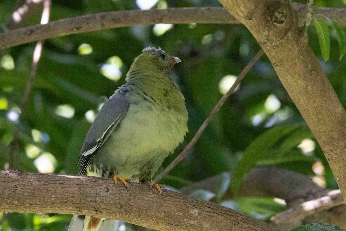Madagascar Green-Pigeon - ML619787339