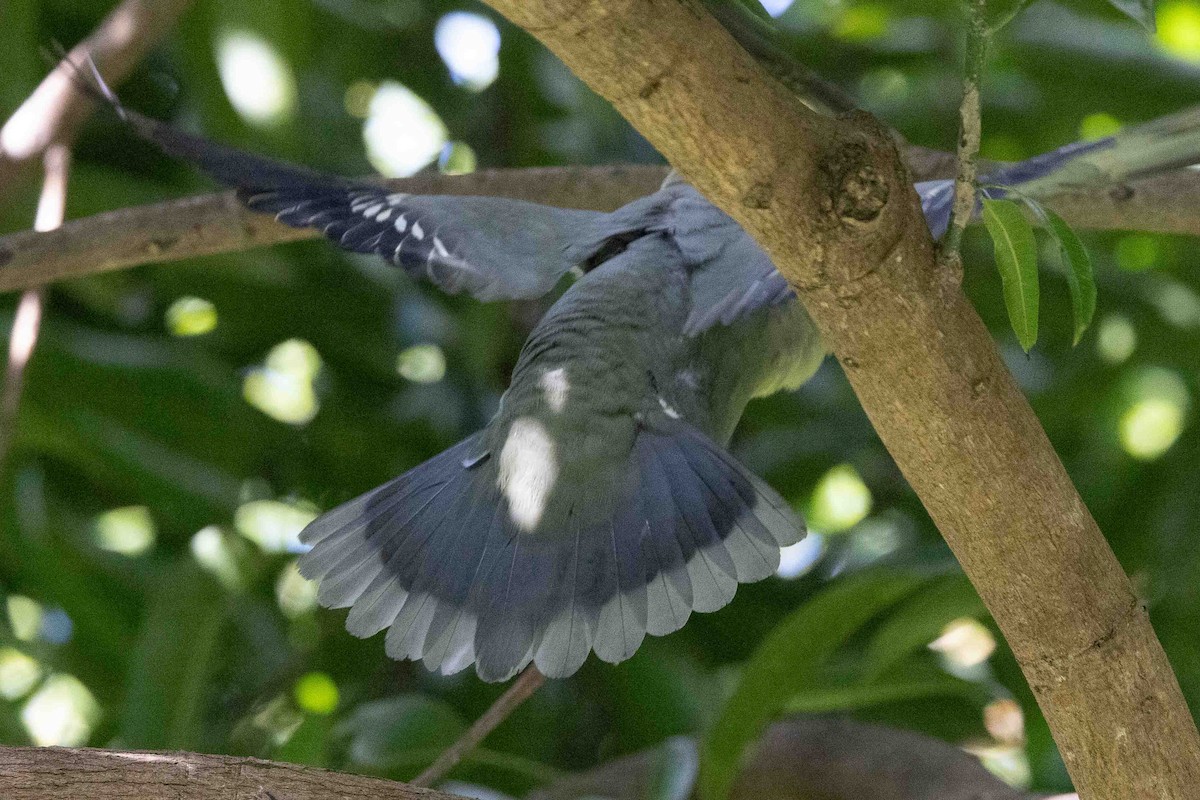 Madagascar Green-Pigeon - ML619787340
