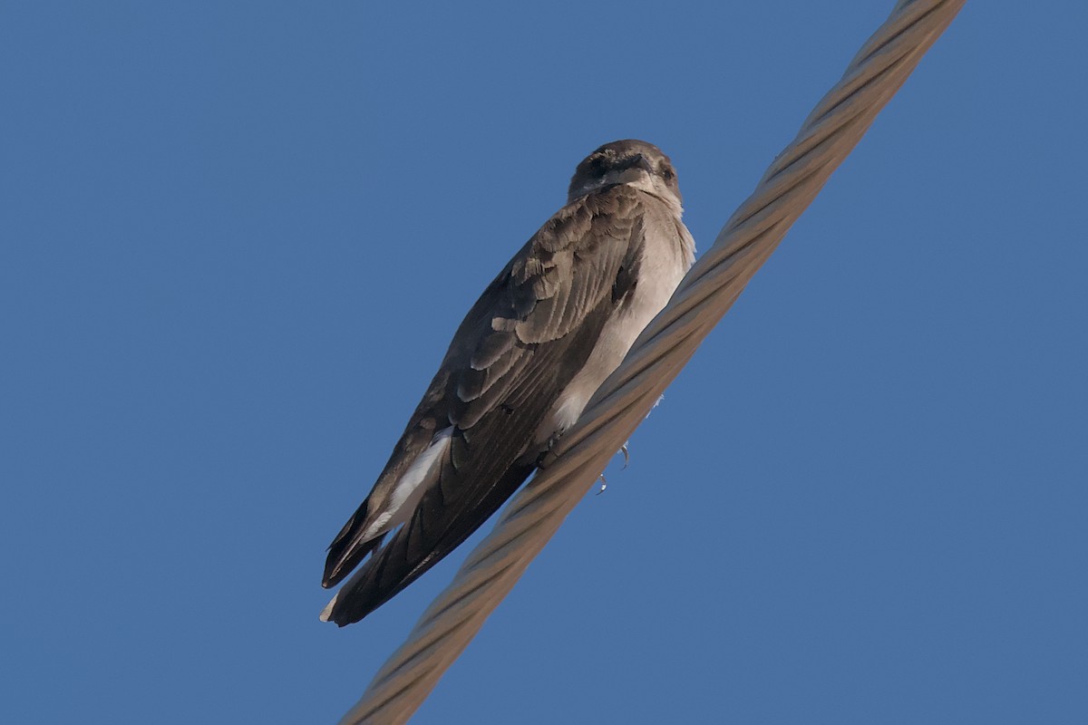 Northern Rough-winged Swallow - ML619787417