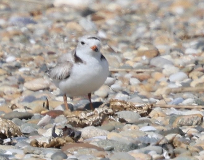 Piping Plover - ML619787433