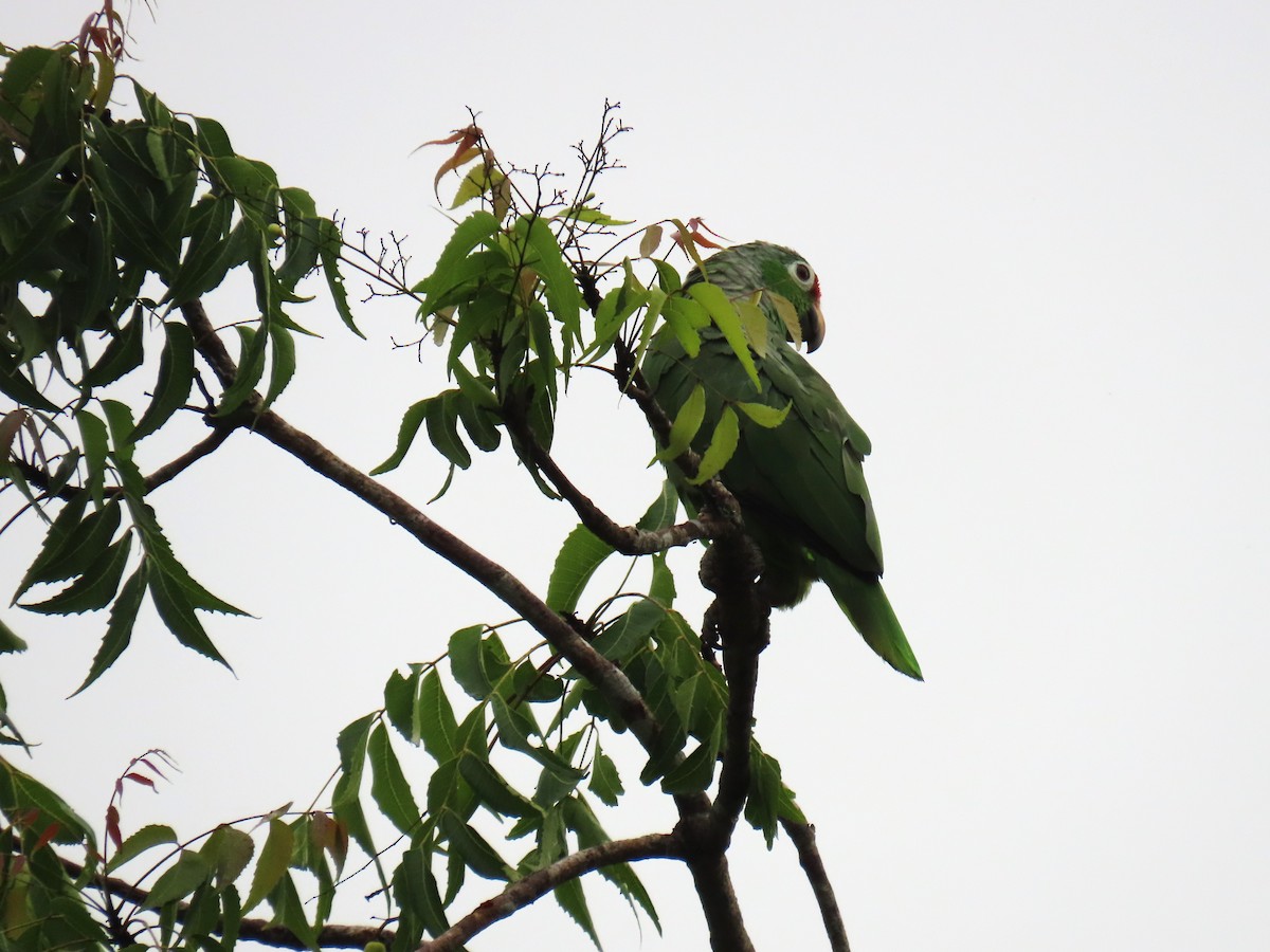 Red-lored Parrot - ML619787481