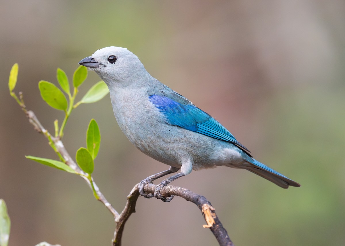 Blue-gray Tanager - ML619787502