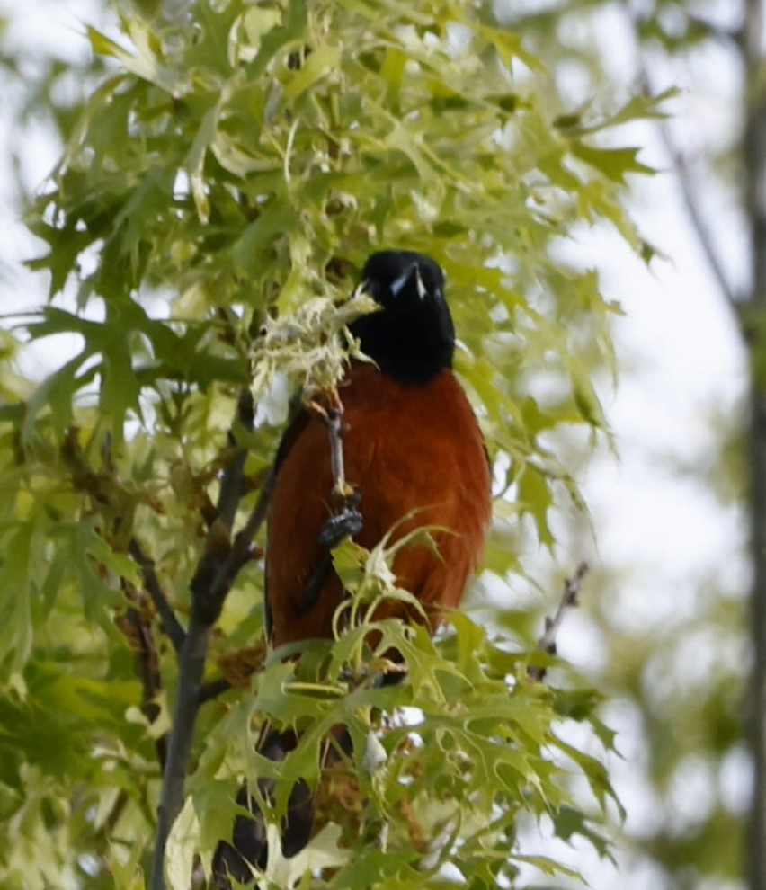 Orchard Oriole - ML619787507