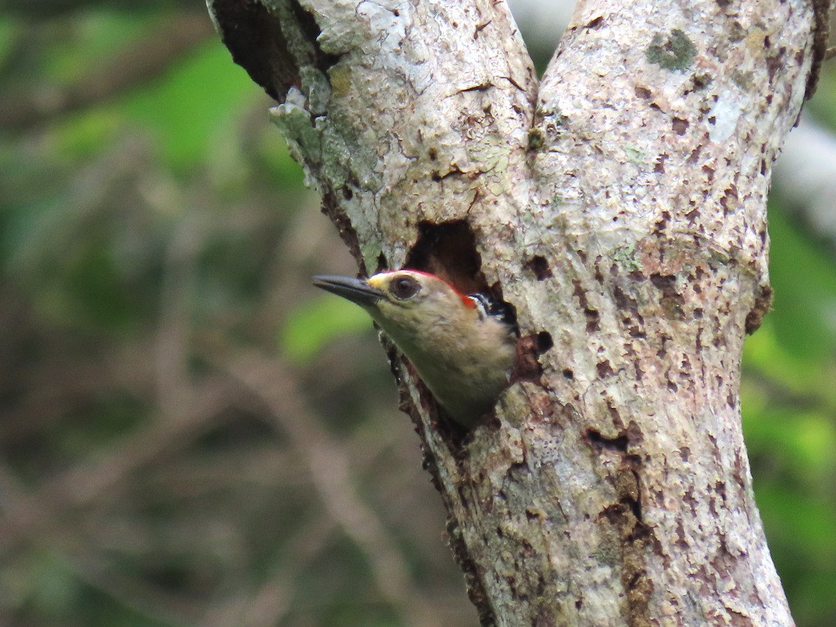 Red-crowned Woodpecker - ML619787515