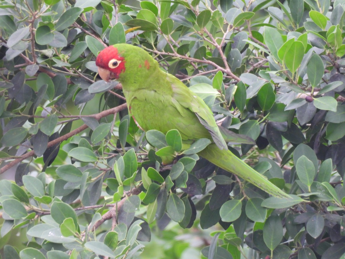 Red-masked Parakeet - ML619787529