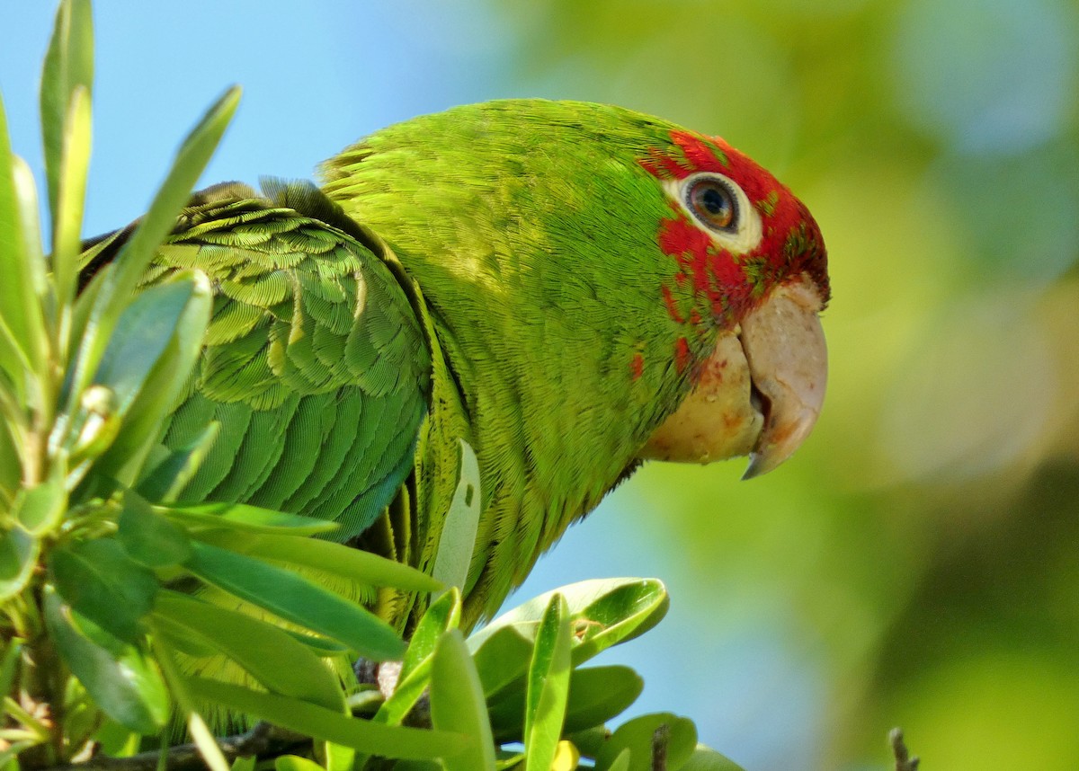 Guayaquil Papağanı - ML619787577