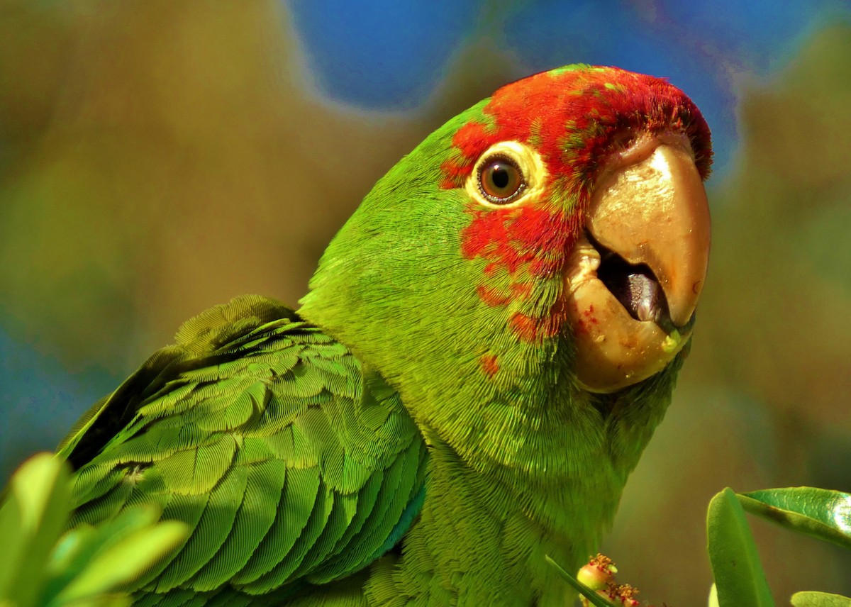 Guayaquil Papağanı - ML619787580