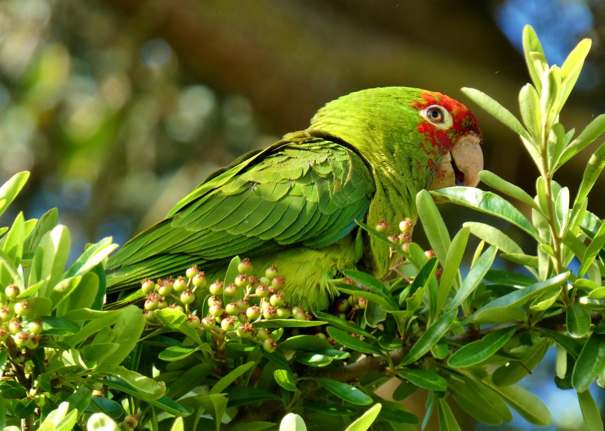 Guayaquil Papağanı - ML619787586