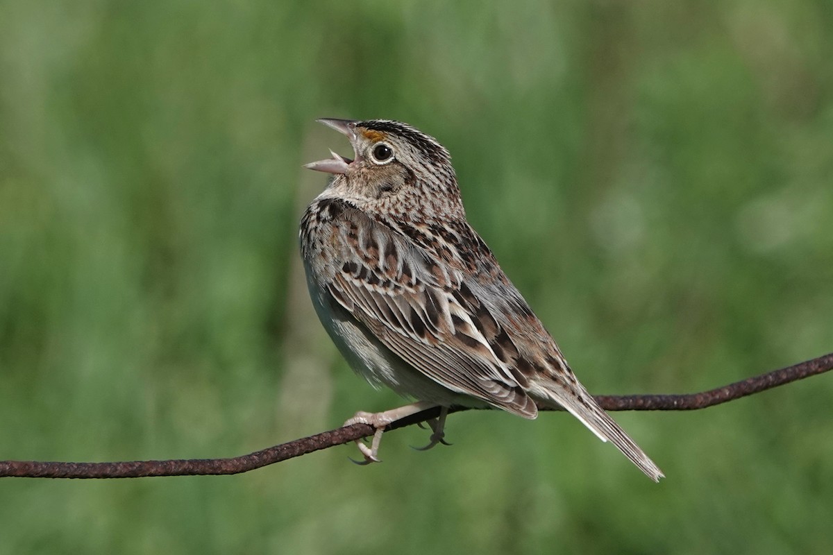 Grasshopper Sparrow - ML619787726
