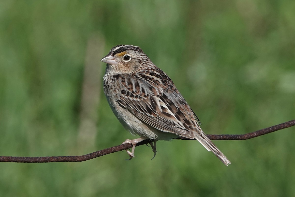 Grasshopper Sparrow - ML619787728