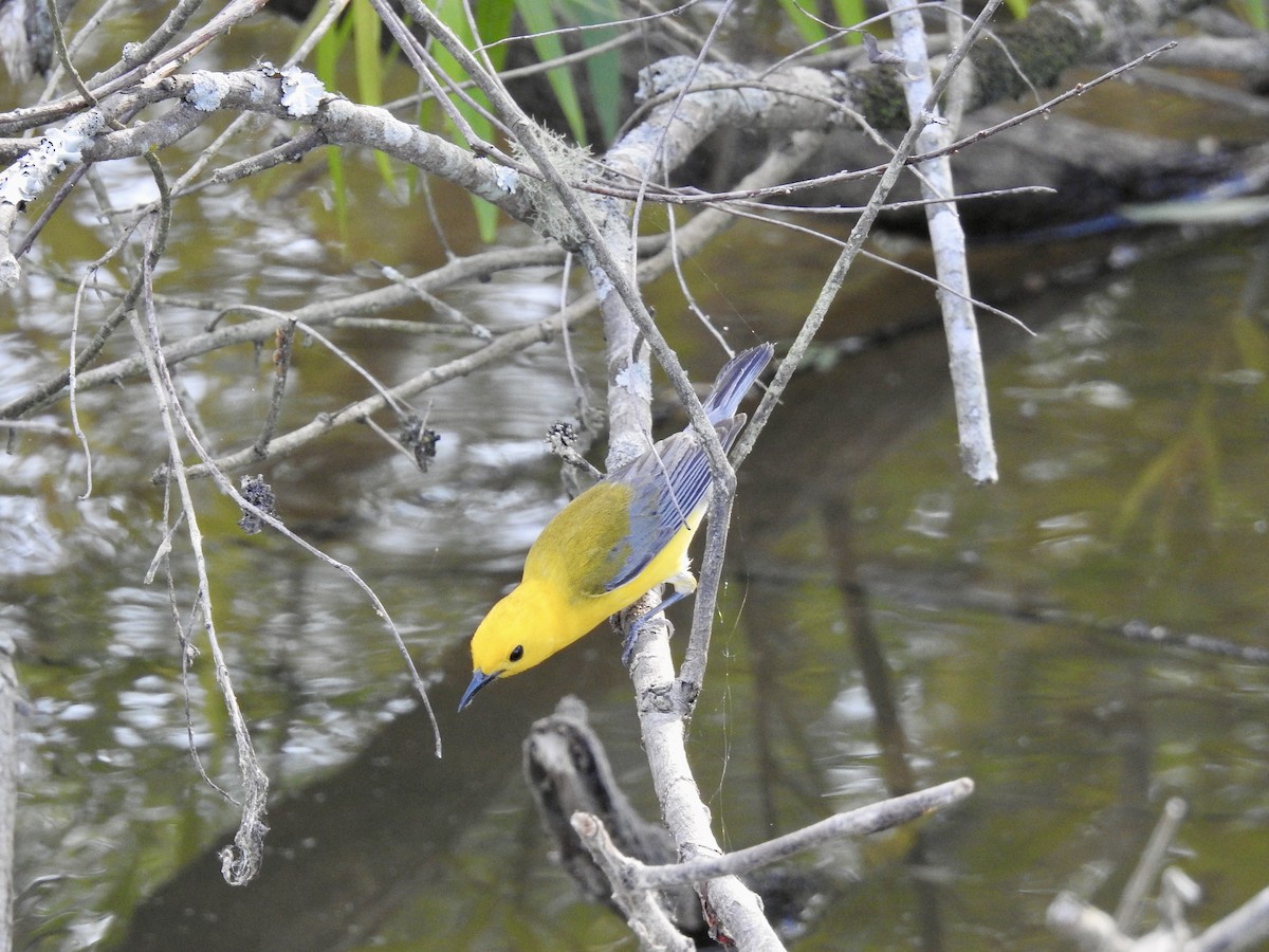 Prothonotary Warbler - ML619787835