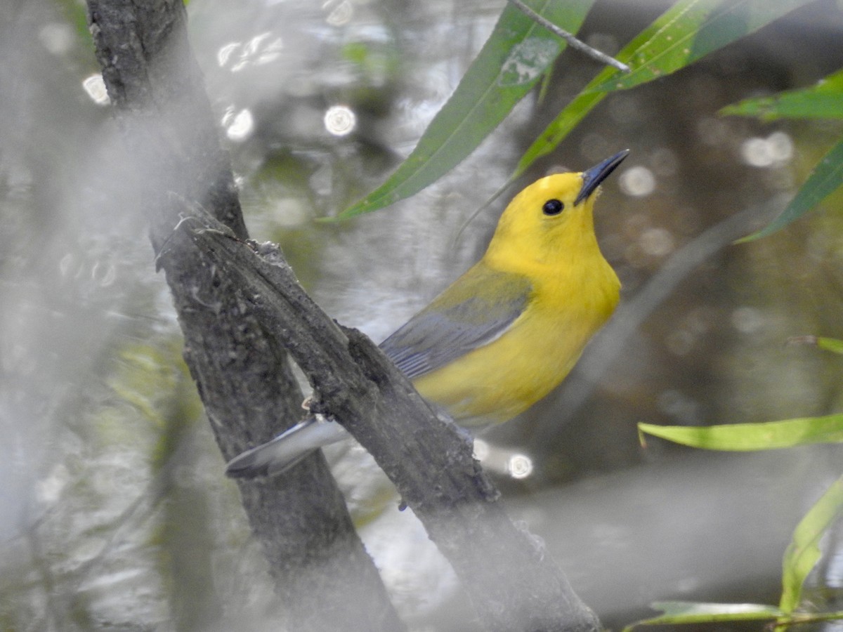 Prothonotary Warbler - ML619787840