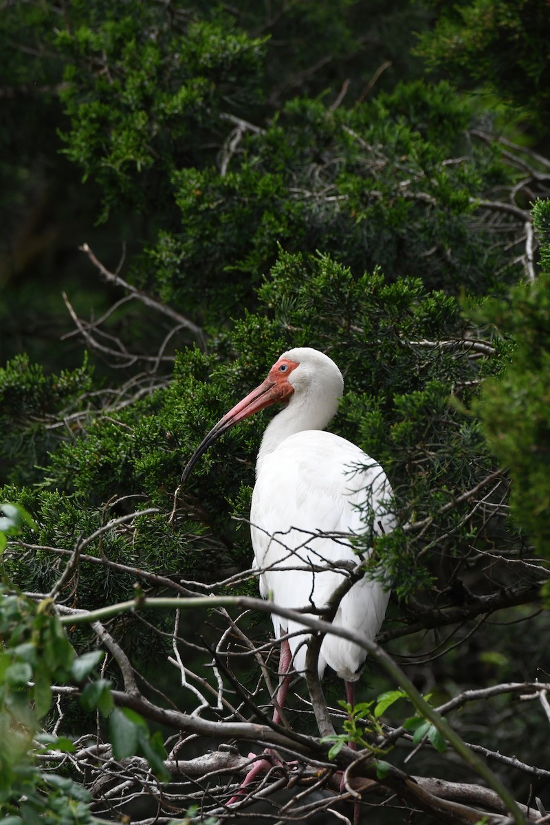 ibis bílý - ML619787841