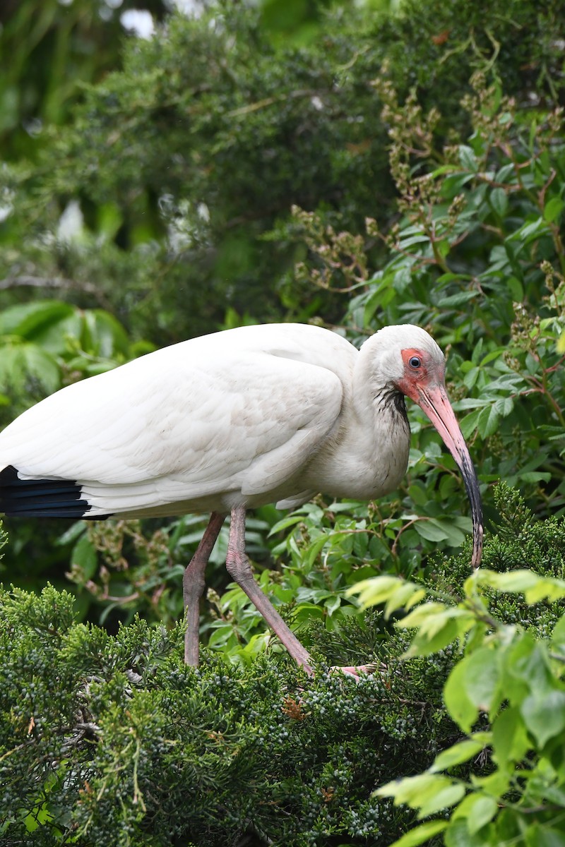 ibis bílý - ML619787842