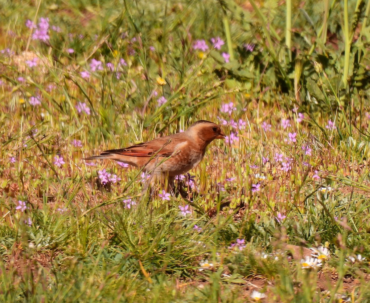 Crimson-winged Finch - ML619787849