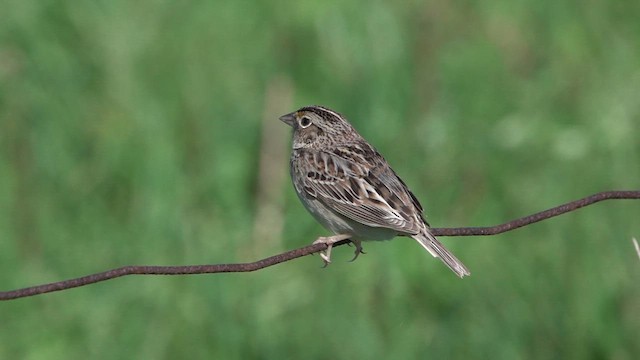 Grasshopper Sparrow - ML619787863