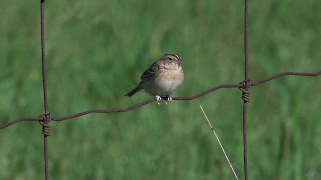 Grasshopper Sparrow - ML619787866