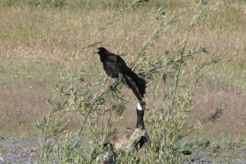 Great-tailed Grackle - ML619787890