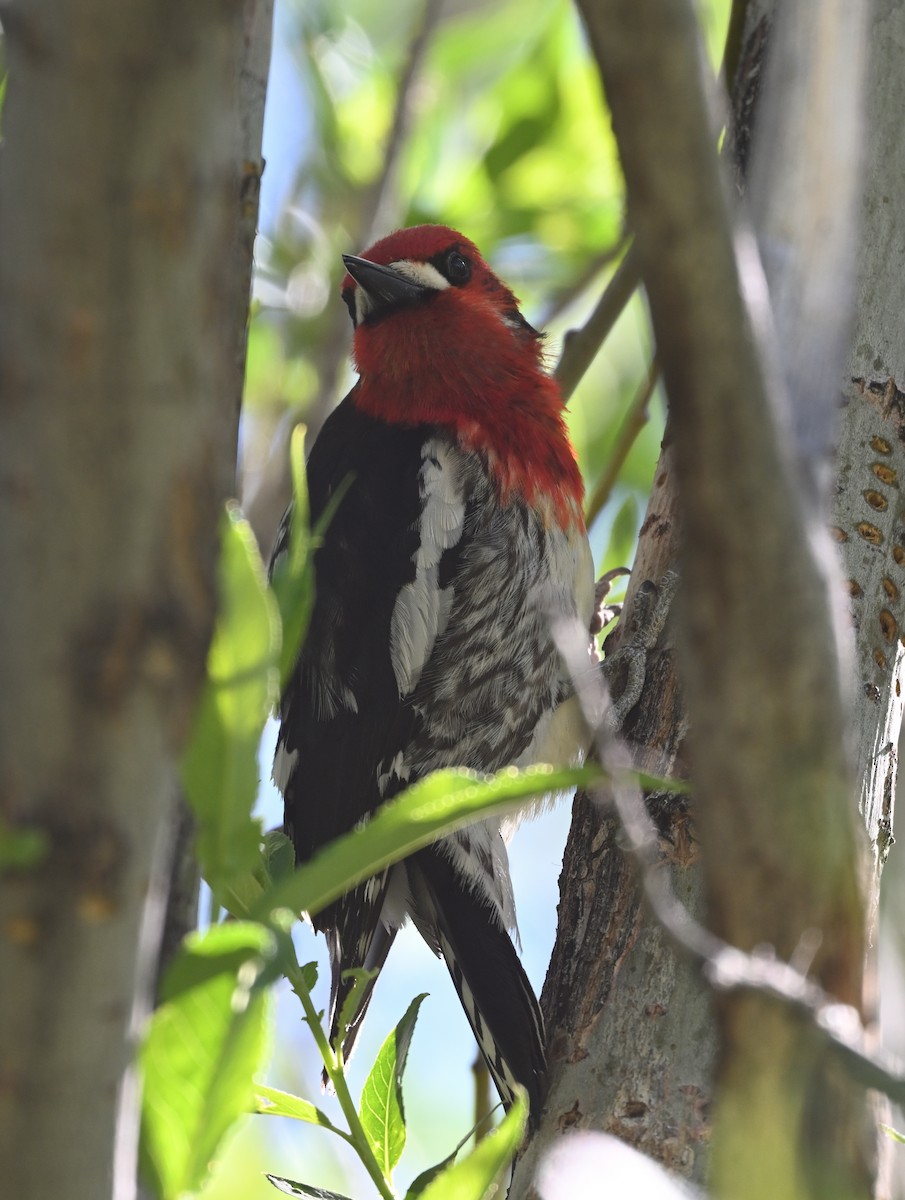 Red-breasted Sapsucker - ML619787916