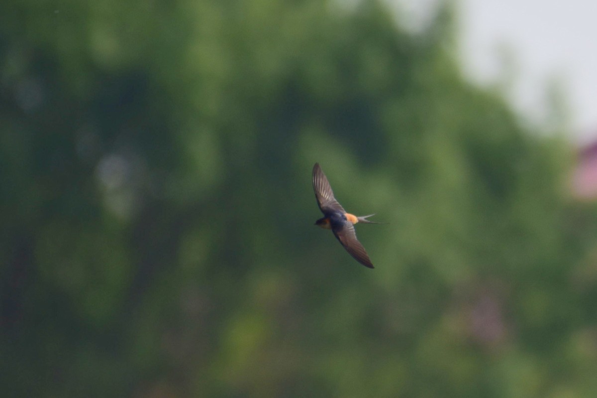 Red-rumped Swallow - ML619787920