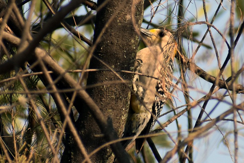 Golden-fronted Woodpecker - ML619787945