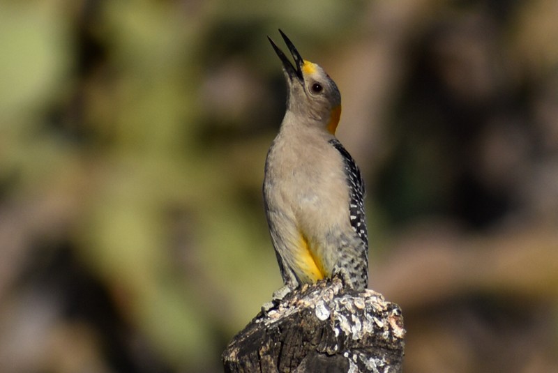 Golden-fronted Woodpecker - ML619787947